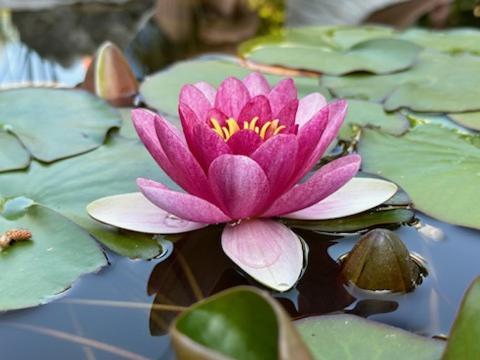Gite 3 "Le Canal De Baza" Aux Magnolias Обена Екстериор снимка
