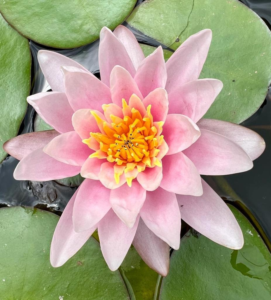 Gite 3 "Le Canal De Baza" Aux Magnolias Обена Екстериор снимка