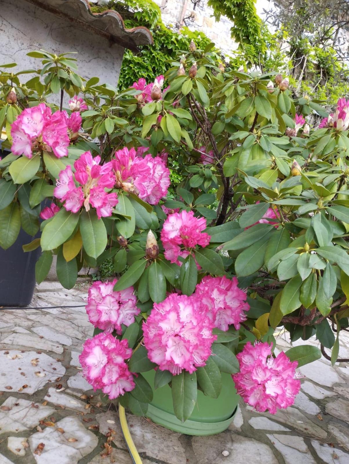 Gite 3 "Le Canal De Baza" Aux Magnolias Обена Екстериор снимка